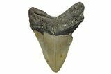 Fossil Megalodon Tooth - North Carolina #328844-1